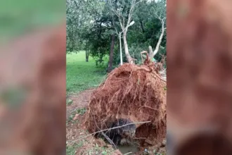 arborizacao-antiga:-amma-explica-por-que-arvores-de-goiania-nao-suportam-temporais