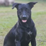 caso-brutos:-bombeiro-que-atirou-em-cachorro-nao-e-afastado,-mas-passa-por-avaliacao-psicologica 