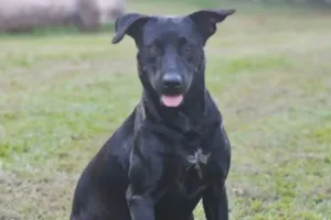 caso-brutos:-bombeiro-que-atirou-em-cachorro-nao-e-afastado,-mas-passa-por-avaliacao-psicologica 