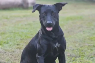 caso-brutos:-bombeiro-que-atirou-em-cachorro-nao-e-afastado,-mas-passa-por-avaliacao-psicologica 