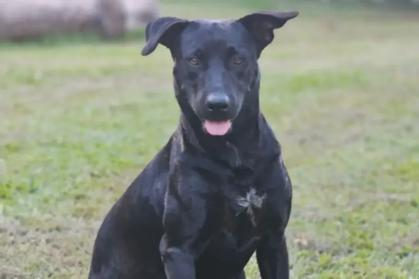 caso-brutos:-bombeiro-que-atirou-em-cachorro-nao-e-afastado,-mas-passa-por-avaliacao-psicologica 