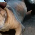 mecanico-ateia-fogo-em-cachorro-e-e-preso-em-aparecida