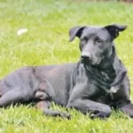 defesa-de-bombeiro-que-matou-cachorro-com-tiro-nao-teve-acesso-as-imagens-de-mordidas