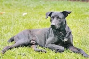 defesa-de-bombeiro-que-matou-cachorro-com-tiro-nao-teve-acesso-as-imagens-de-mordidas