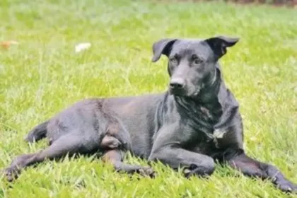 defesa-de-bombeiro-que-matou-cachorro-com-tiro-nao-teve-acesso-as-imagens-de-mordidas