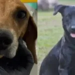 a-cada-4-horas-um-animal-e-vitima-de-maus-tratos-em-goiania