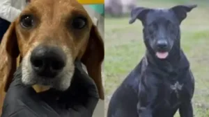 a-cada-4-horas-um-animal-e-vitima-de-maus-tratos-em-goiania