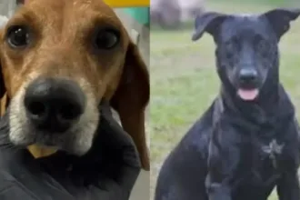 a-cada-4-horas-um-animal-e-vitima-de-maus-tratos-em-goiania