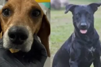 a-cada-4-horas-um-animal-e-vitima-de-maus-tratos-em-goiania