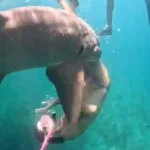 noronha:-imagens-mostram-mordida-de-tubarao-em-turista-por-novo-angulo.-veja-o-video