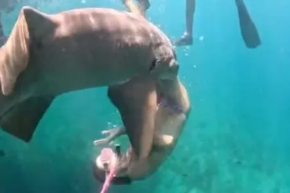 noronha:-imagens-mostram-mordida-de-tubarao-em-turista-por-novo-angulo.-veja-o-video