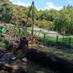 goiania-ja-substituiu-mais-de-860-arvores-em-2026