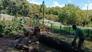 goiania-ja-substituiu-mais-de-860-arvores-em-2026