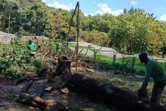 goiania-ja-substituiu-mais-de-860-arvores-em-2026