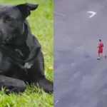 bombeiro-que-atirou-no-cachorro-brutus-e-afastado-da-corporacao