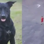 caso-brutus:-bombeiro-e-ameacado-de-morte-apos-matar-cachorro-em-goiania