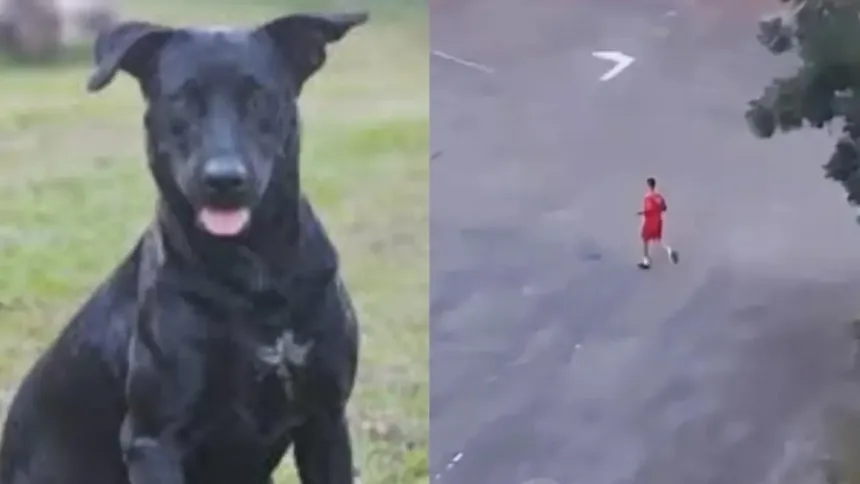 caso-brutus:-bombeiro-e-ameacado-de-morte-apos-matar-cachorro-em-goiania