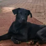 bombeiro-que-matou-brutus-nao-sabe-se-foi-mordido,-confirma-defesa