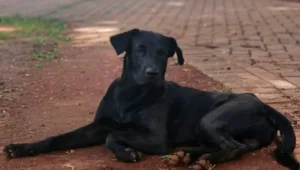 bombeiro-que-matou-brutus-nao-sabe-se-foi-mordido,-confirma-defesa