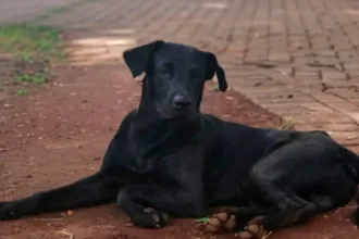 bombeiro-que-matou-brutus-nao-sabe-se-foi-mordido,-confirma-defesa