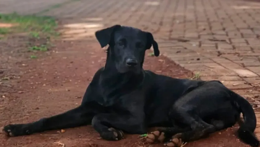 bombeiro-que-matou-brutus-nao-sabe-se-foi-mordido,-confirma-defesa