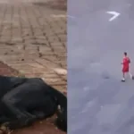 bombeiro-investigado-por-matar-cachorro-foi-afastado-por-questoes-psicologicas,-diz-defesa