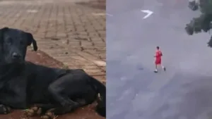 bombeiro-investigado-por-matar-cachorro-foi-afastado-por-questoes-psicologicas,-diz-defesa