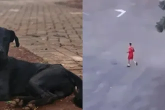 bombeiro-investigado-por-matar-cachorro-foi-afastado-por-questoes-psicologicas,-diz-defesa