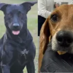 “por-brutos,-johnny-e-outros”:-protetores-fazem-manifestacao-por-justica-contra-maus-tratos-animais