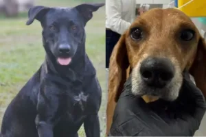 “por-brutos,-johnny-e-outros”:-protetores-fazem-manifestacao-por-justica-contra-maus-tratos-animais