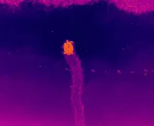 pesquisadores-da-ufpb-registram-desova-de-tartaruga-com-drones-e-ia