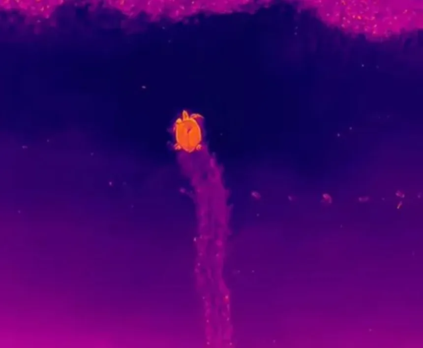 pesquisadores-da-ufpb-registram-desova-de-tartaruga-com-drones-e-ia