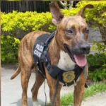 inspetor-chocolate:-cachorro-‘adota’-delegacia-e-vira-mascote-da-pc-em-goiania