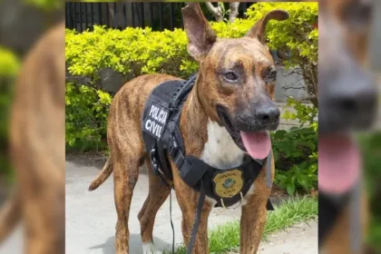 inspetor-chocolate:-cachorro-‘adota’-delegacia-e-vira-mascote-da-pc-em-goiania