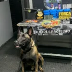 am:-cao-farejador-sheriff-encontra-cocaina-dentro-de-esteira-e-bateria