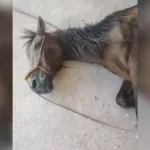 cavalo-morre-apos-semanas-doente-as-margens-de-rodovia-em-terezopolis-de-goias