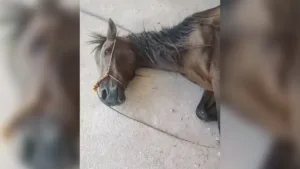 cavalo-morre-apos-semanas-doente-as-margens-de-rodovia-em-terezopolis-de-goias