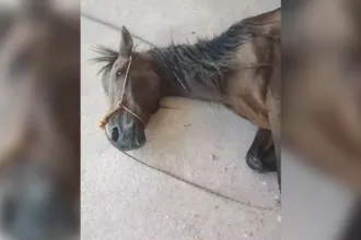 cavalo-morre-apos-semanas-doente-as-margens-de-rodovia-em-terezopolis-de-goias