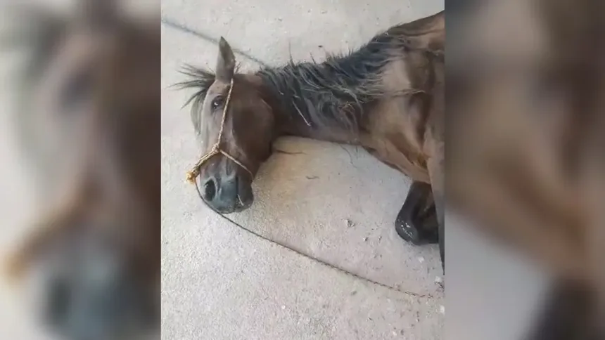 cavalo-morre-apos-semanas-doente-as-margens-de-rodovia-em-terezopolis-de-goias