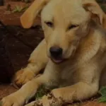 adocao-temporaria:-campanha-busca-lar-para-animais-vitimas-de-maus-tratos-em-goiania