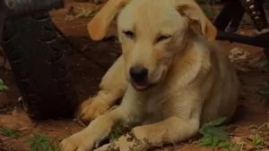 adocao-temporaria:-campanha-busca-lar-para-animais-vitimas-de-maus-tratos-em-goiania