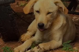 adocao-temporaria:-campanha-busca-lar-para-animais-vitimas-de-maus-tratos-em-goiania