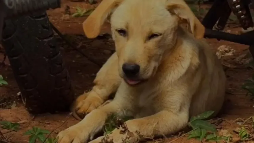 adocao-temporaria:-campanha-busca-lar-para-animais-vitimas-de-maus-tratos-em-goiania