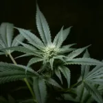 goiania-pode-criar-centro-municipal-de-tratamento-com-cannabis;-entenda