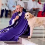 vira-lata-caramelo-se-torna-‘fiel’-e-passa-a-frequentar-missas-no-parana;-veja-fotos