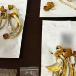 uso-de-‘cogumelos-magicos’-em-rituais-religiosos-e-terapeuticos-ganha-adeptos