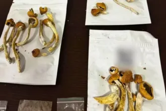 uso-de-‘cogumelos-magicos’-em-rituais-religiosos-e-terapeuticos-ganha-adeptos