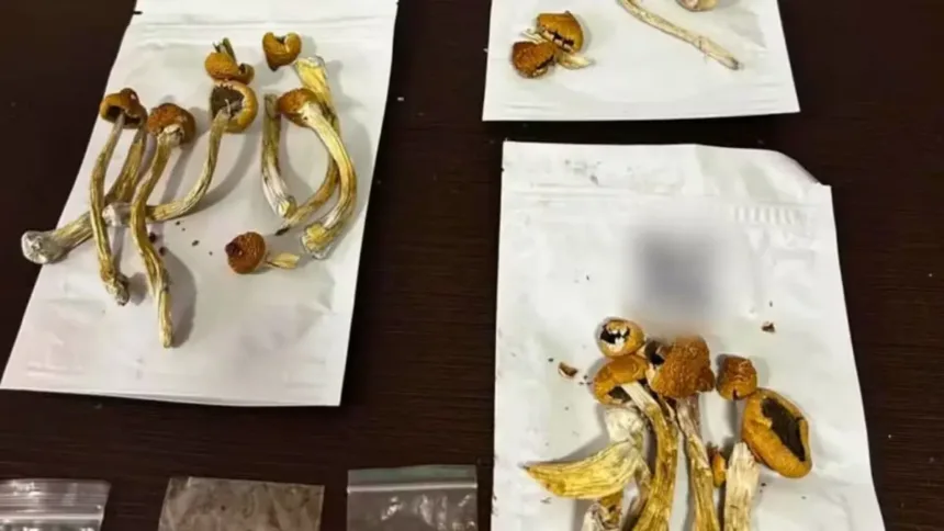 uso-de-‘cogumelos-magicos’-em-rituais-religiosos-e-terapeuticos-ganha-adeptos