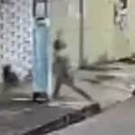 cachorro-comunitario-desmaia-apos-ser-agredido-com-pedaco-de-madeira-em-neropolis