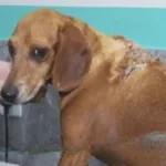 cachorro-ferido-com-oleo-quente:-mp-go-avalia-nao-propor-acordo